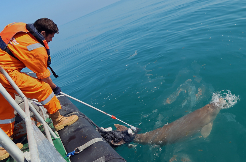 In a three-hours long operation, a team from the Abu Dhabi National Oil Company (ADNOC) and Seabed Geosolutions (SBGS), managed to free the Dugong from the fishing net and floats. In a three-hours long operation, a team from the Abu Dhabi National Oil Company (ADNOC) and Seabed Geosolutions (SBGS), managed to free the Dugong from the fishing net and floats.