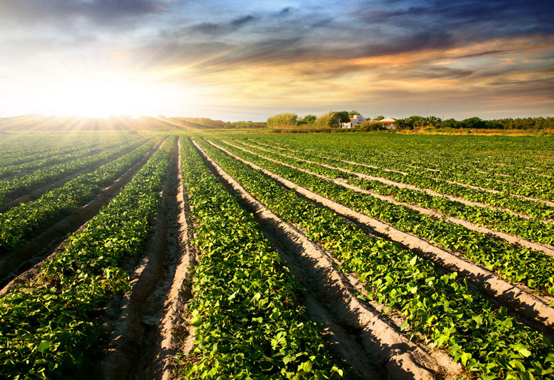 Supply capacity is outstripping demand and crushing profit margins in the Urea market. Supply capacity is outstripping demand and crushing profit margins in the Urea market.