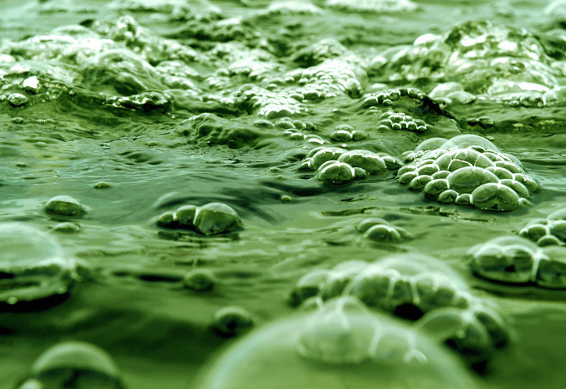 $600 million, Algae, ExxonMobil, Renewable energy, Synthetic Genomics Inc, BLOG $600 million, Algae, ExxonMobil, Renewable energy, Synthetic Genomics Inc, BLOG