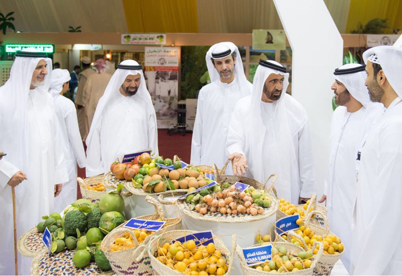 A selection of fresh dates is assessed. A selection of fresh dates is assessed.