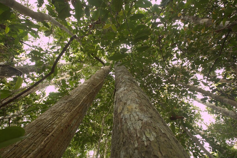 Katingan Mentaya Indonesia, view of canopy from the ground looking up Katingan Mentaya Indonesia, view of canopy from the ground looking up